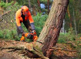 Mulching Services in Bayshore, NC