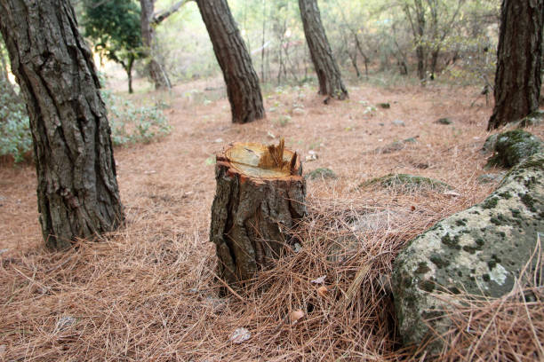 How Our Tree Care Process Works  in  Bayshore, NC