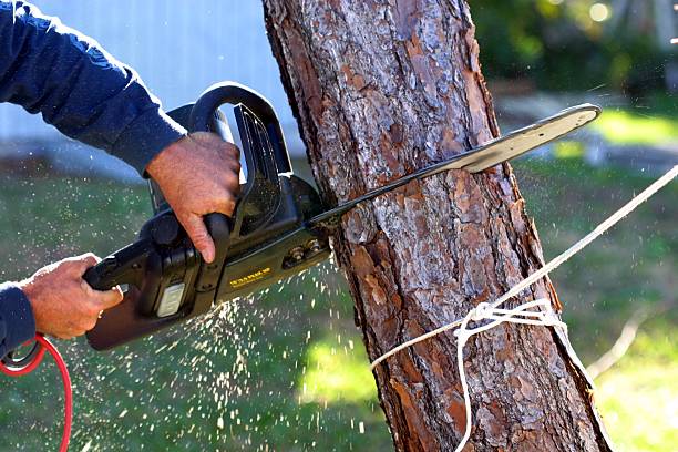 Best Lawn Pest Prevention  in Bayshore, NC